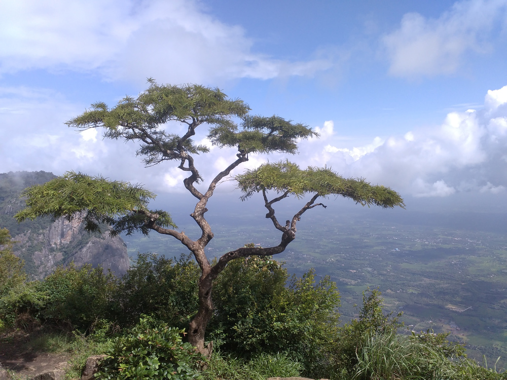 Nelliyampathy Peak